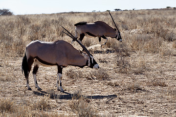 Image showing Gemsbok, Oryx gazella