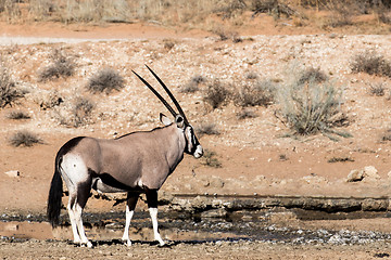 Image showing Gemsbok, Oryx gazella