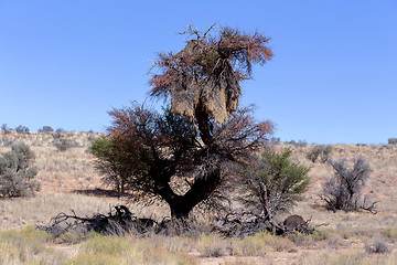 Image showing African masked weaver big nest on tree