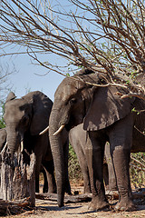 Image showing African Elephant in Chobe National Park