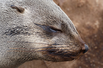 Image showing portrait of Brown fur seal - sea lions in Namibia