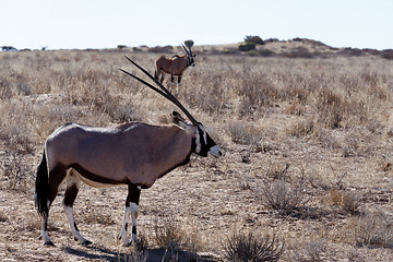 Image showing Gemsbok, Oryx gazella