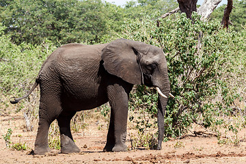 Image showing African Elephant in Chobe National Park