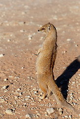 Image showing Yellow mongoose, Kalahari desert, South Africa 