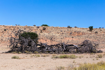 Image showing Lonely dead tree in an arid landscape