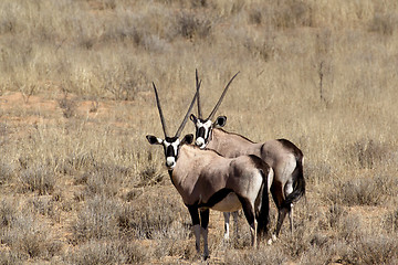 Image showing Gemsbok, Oryx gazella