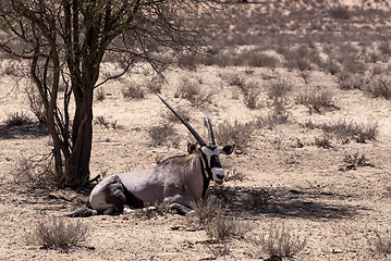 Image showing Gemsbok, Oryx gazella