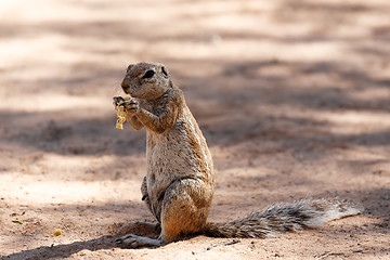 Image showing South African ground squirrel Xerus inauris