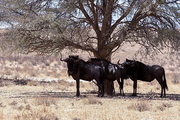 Image showing wild (Connochaetes taurinus) Blue Wildebeest Gnu grazing