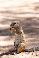 Image showing South African ground squirrel Xerus inauris