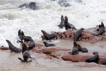 Image showing huge colony of Brown fur seal - sea lions in Namibia