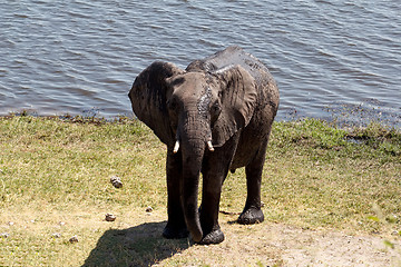 Image showing African Elephant in Chobe National Park