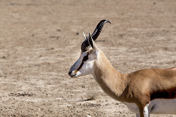 Image showing Portrait of Springbok gazella in kgalagadi, South Africa