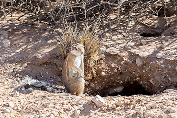 Image showing South African ground squirrel Xerus inauris