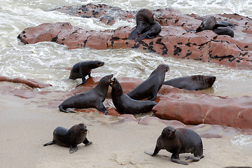 Image showing huge colony of Brown fur seal - sea lions in Namibia