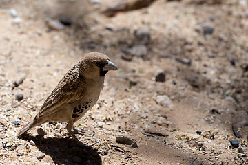 Image showing Sociable Weaver Bird at Kgalagadi