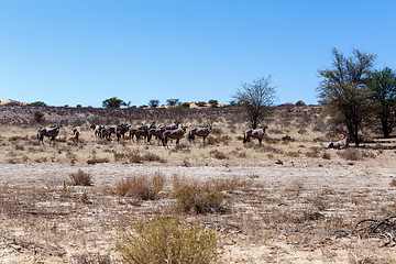 Image showing Gemsbok, Oryx gazella