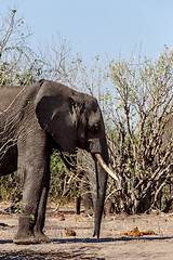 Image showing African Elephant in Chobe National Park