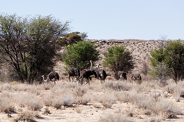 Image showing Ostrich Struthio camelus, in Kgalagadi, South Africa