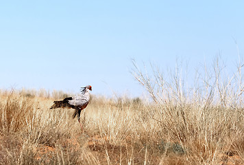 Image showing Secretary bird seeking for prey