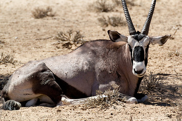 Image showing portrait of Gemsbok, Oryx gazella