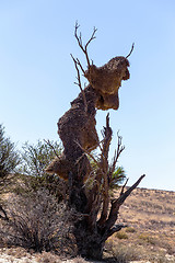 Image showing African masked weaver big nest on tree