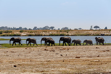 Image showing African Elephant in Chobe National Park