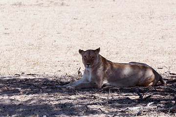 Image showing beautiful lioness in shade, Kalahari