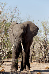 Image showing African Elephant in Chobe National Park