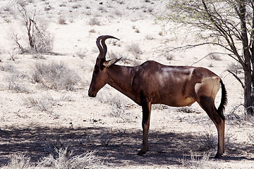 Image showing A Common tsessebe (Alcelaphus buselaphus) stood facing the camer