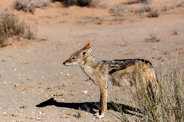 Image showing black-backed jackal (Canis mesomelas)