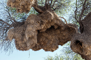 Image showing African sociable weaver big nest on tree