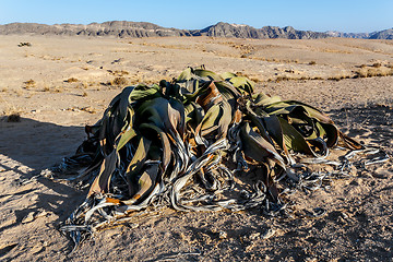 Image showing Welwitschia mirabilis, Amazing desert plant, living fossil