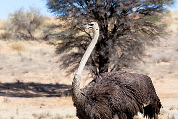 Image showing Ostrich Struthio camelus, in Kgalagadi, South Africa