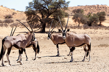 Image showing Gemsbok, Oryx gazella