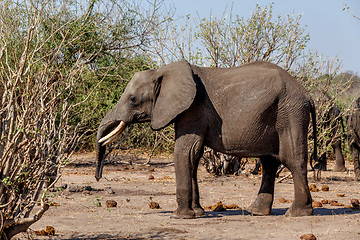 Image showing African Elephant in Chobe National Park