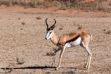 Image showing Springbok Antidorcas marsupialis in kgalagadi, South Africa