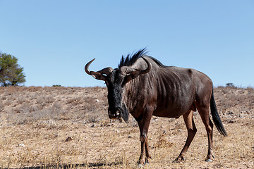 Image showing wild (Connochaetes taurinus) Blue Wildebeest Gnu