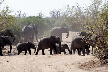 Image showing African Elephant in Chobe National Park