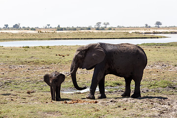 Image showing African Elephant in Chobe National Park