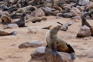 Image showing huge colony of Brown fur seal - sea lions in Namibia