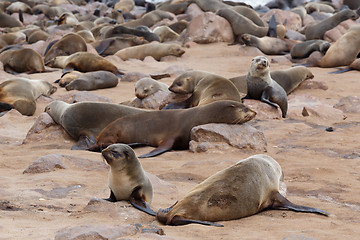 Image showing huge colony of Brown fur seal - sea lions in Namibia