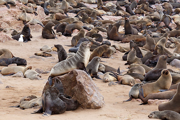 Image showing huge colony of Brown fur seal - sea lions in Namibia