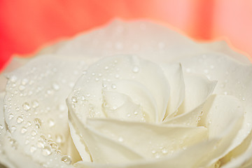 Image showing Macro of white rose on red