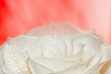 Image showing White rose on red