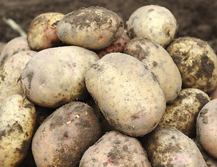 Image showing Pile of fresh potatoes