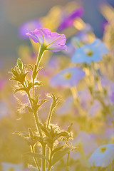 Image showing Nicotiana alata