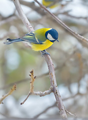 Image showing Great Tit (Parus major)