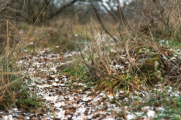 Image showing Small Pathway going trough the park