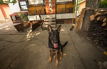 Image showing Grown up dog outside